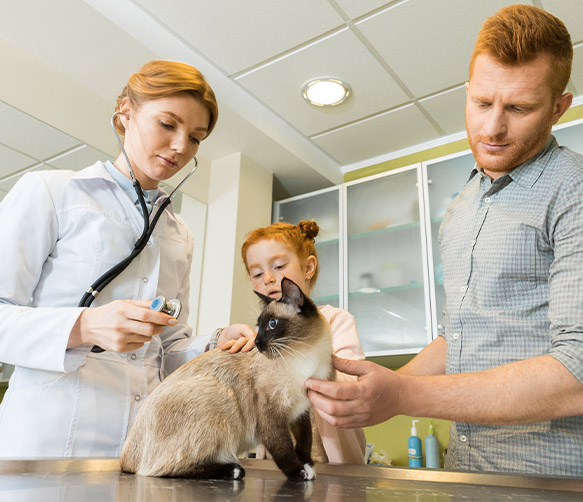 Usługi w Vet Clinic