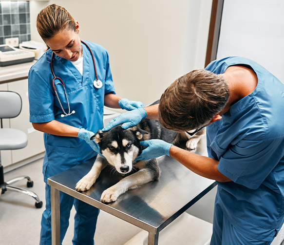 Usługi w Vet Clinic