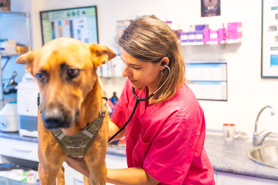 Vet CLinic Biała